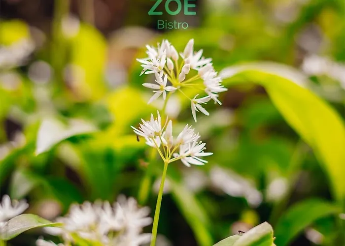 Zoe Bistro&accommodation 4* Kilrush